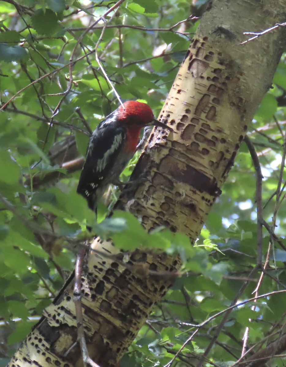 Red-breasted Sapsucker - ML621257722