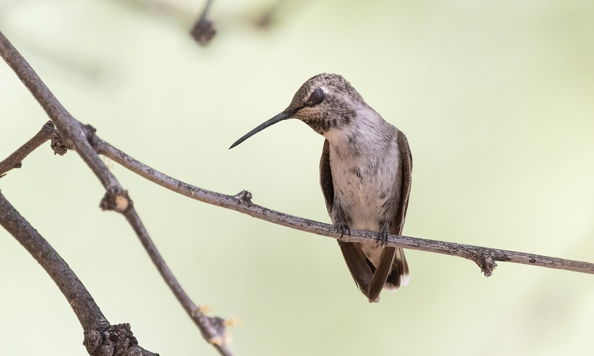 Black-chinned Hummingbird - ML621257728