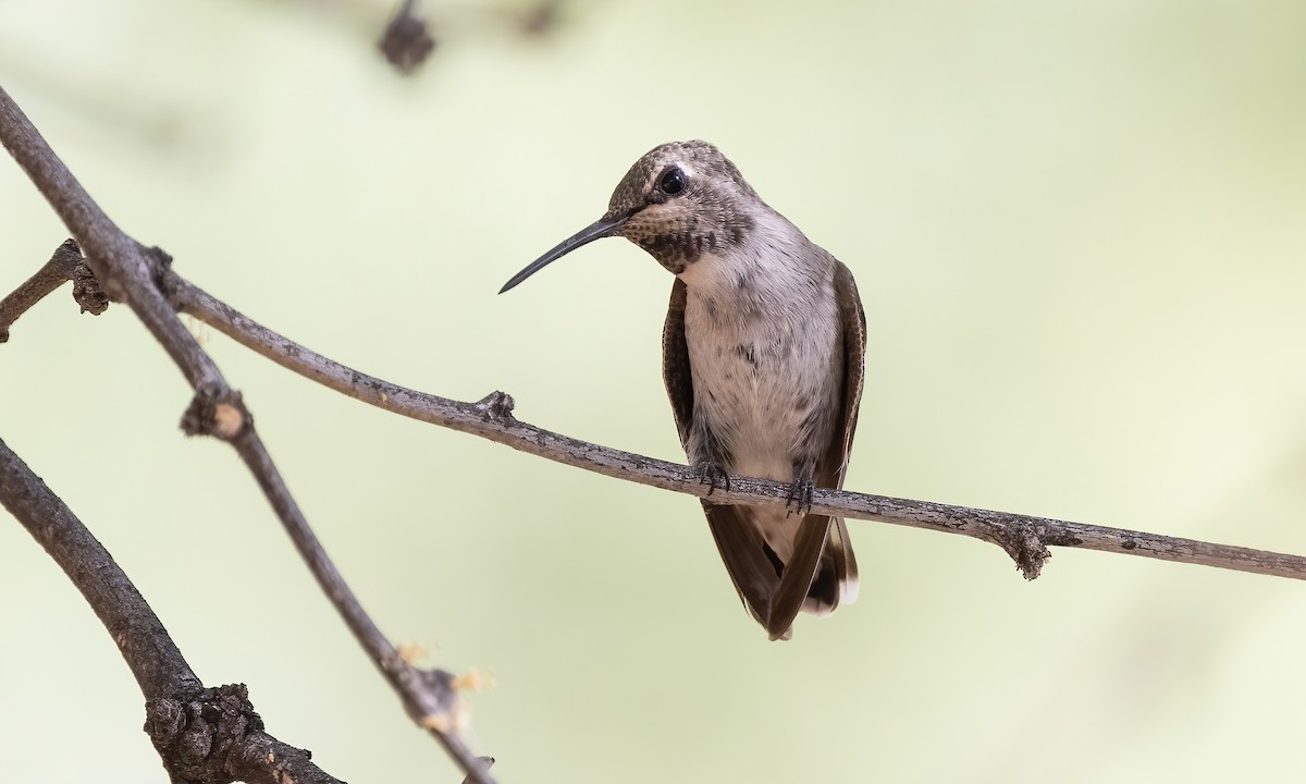 Black-chinned Hummingbird - ML621257729