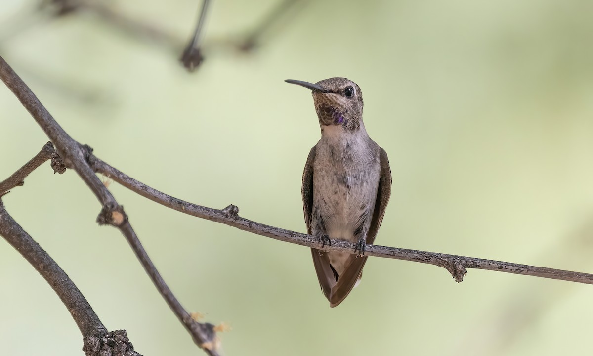 Black-chinned Hummingbird - ML621257730