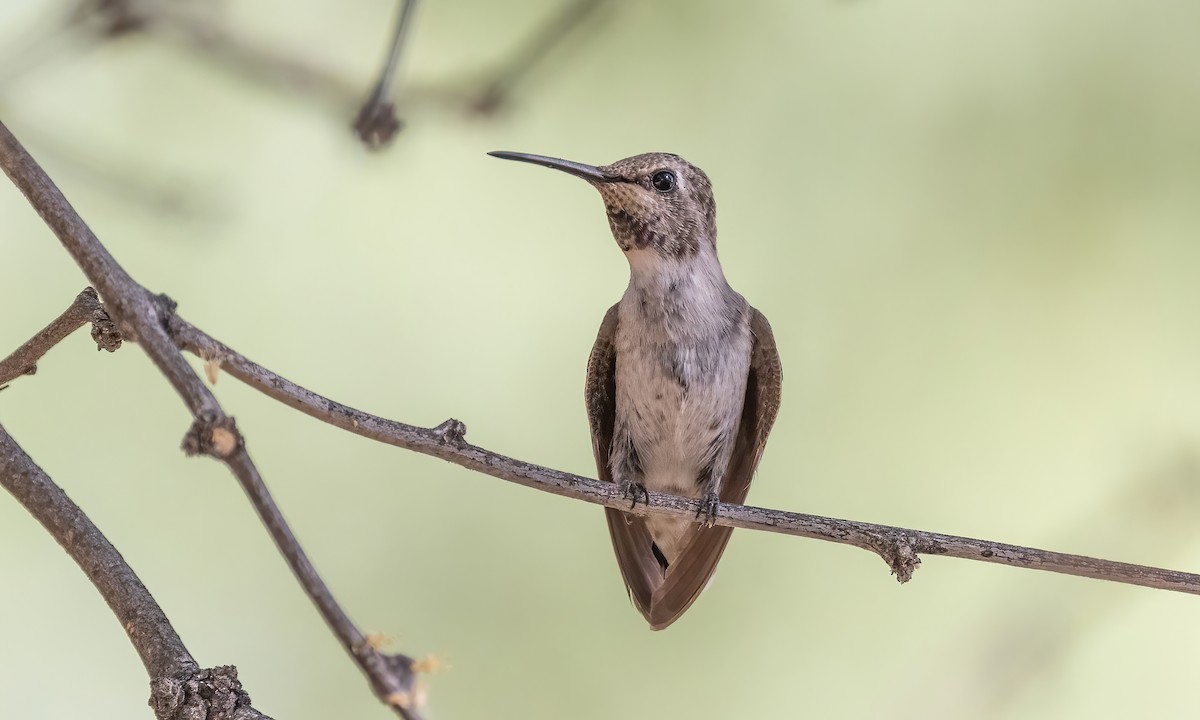 Black-chinned Hummingbird - ML621257731