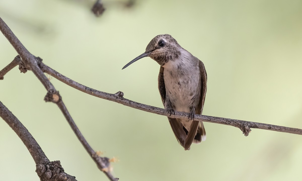 Black-chinned Hummingbird - ML621257732