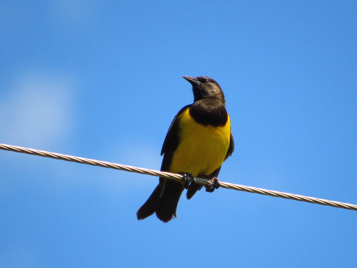 Yellow-rumped Marshbird - ML621257741