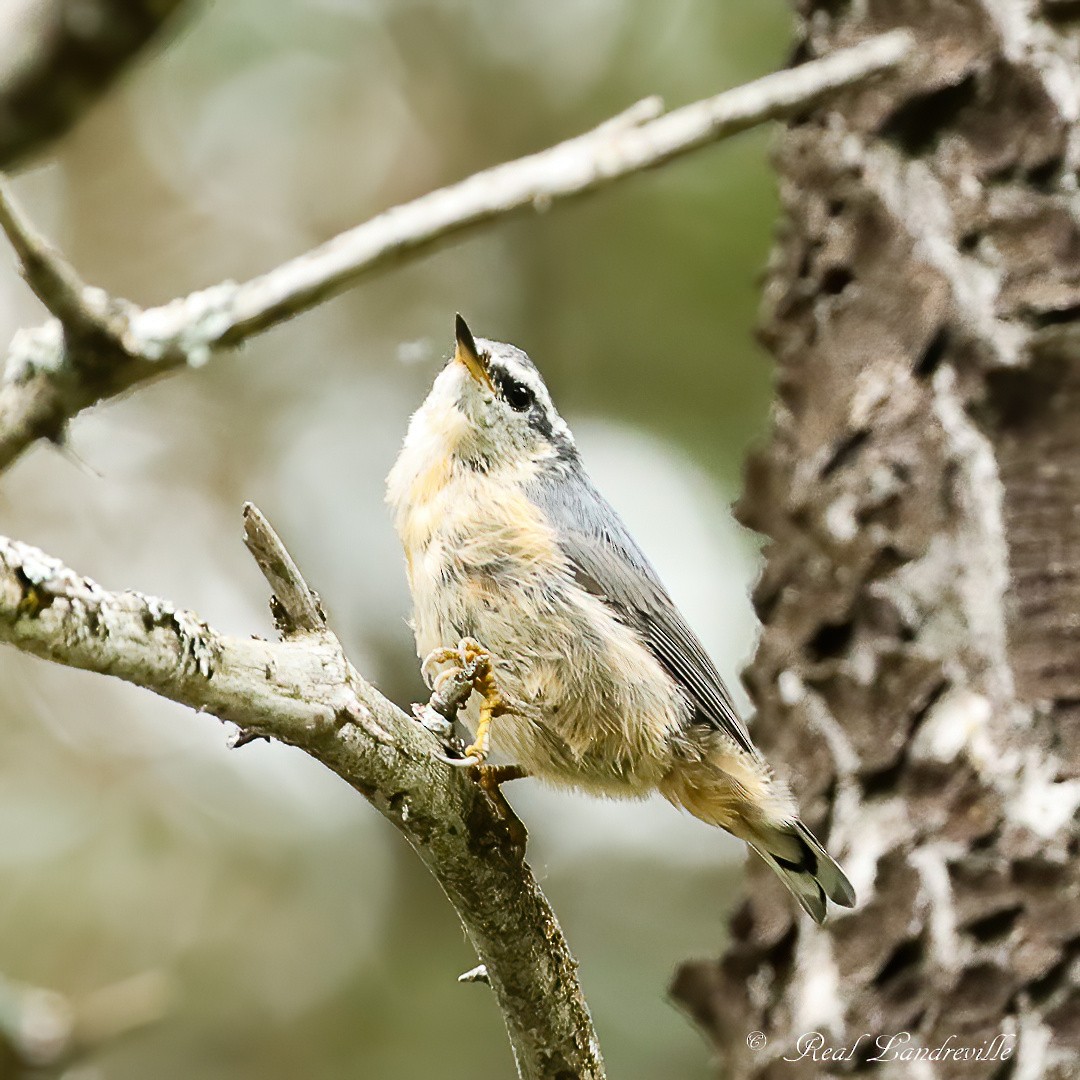 Red-breasted Nuthatch - ML621257744