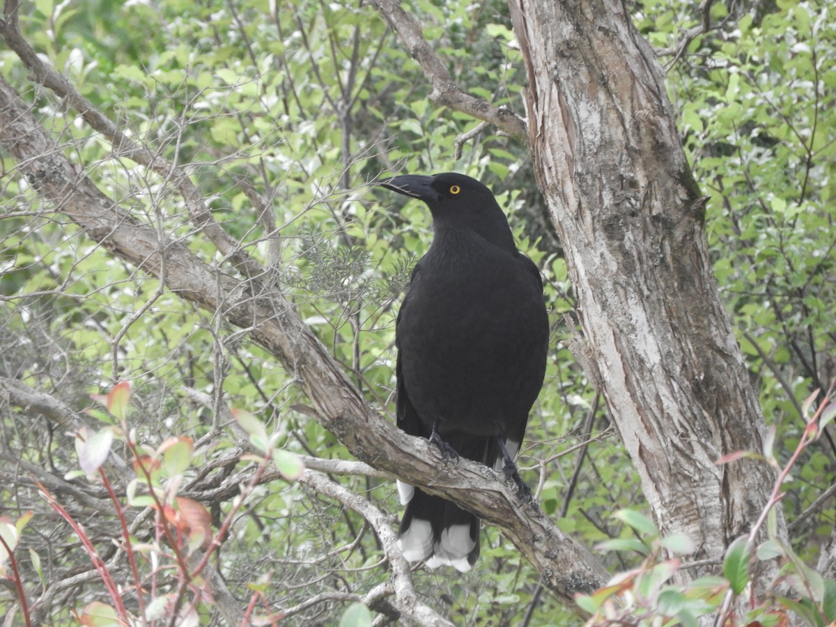 Black Currawong - ML621257784