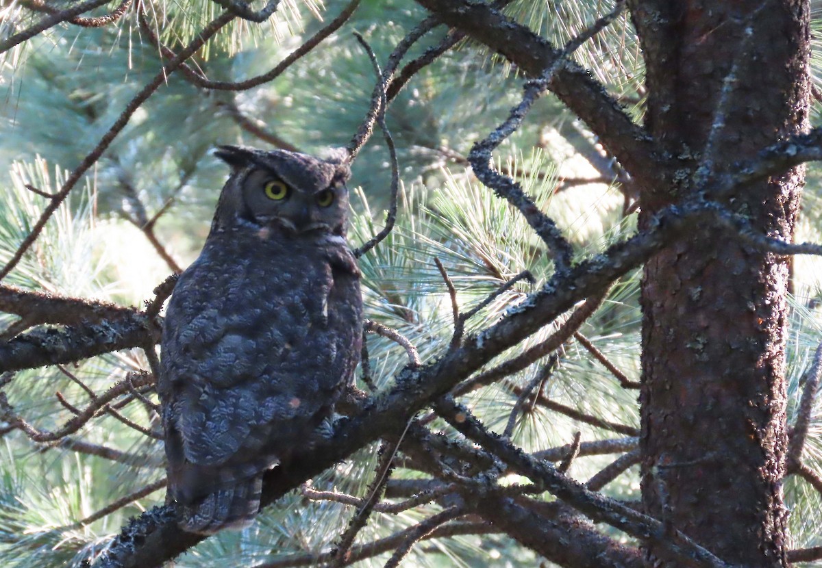 Great Horned Owl - ML621257812