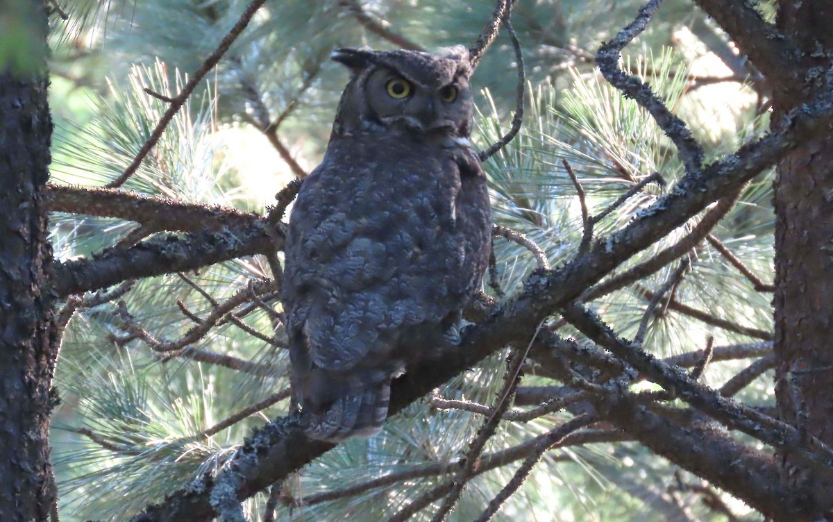 Great Horned Owl - ML621257813