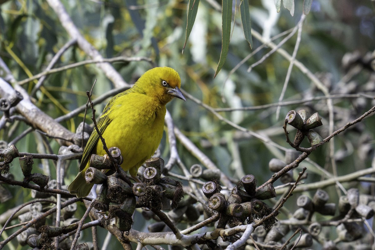 Cape Weaver - ML621257831