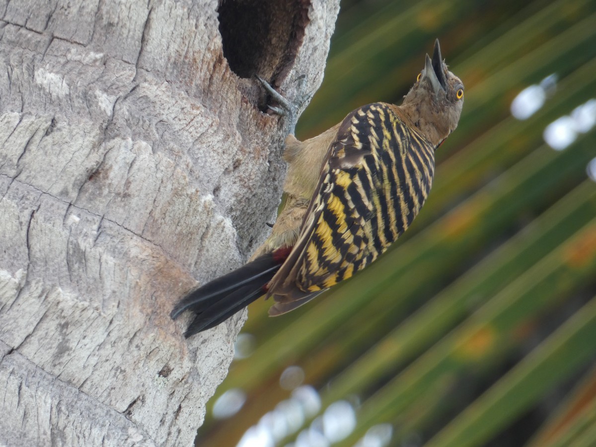 Hispaniolan Woodpecker - ML621257911