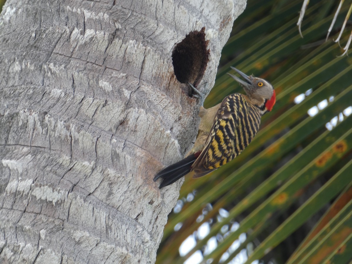 Hispaniolan Woodpecker - ML621257915