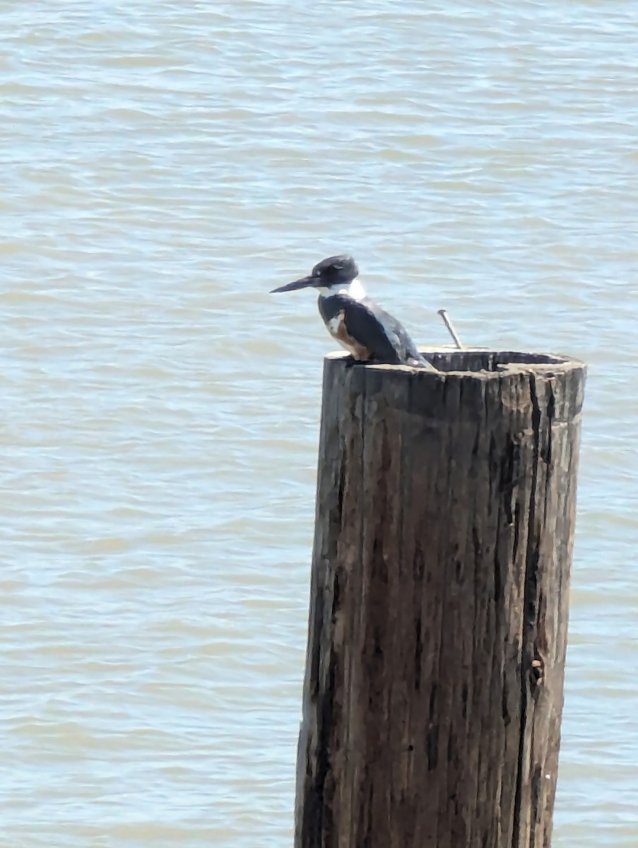 Belted Kingfisher - ML621257927