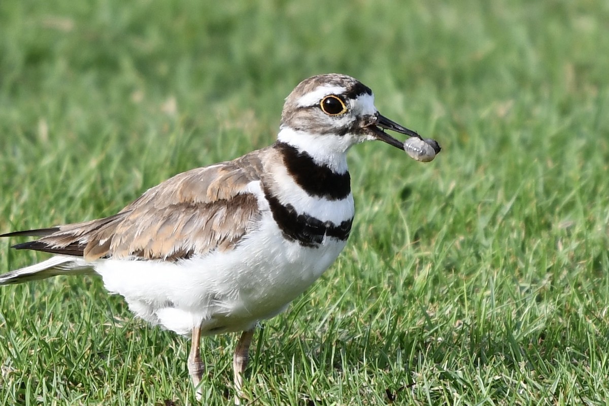 Killdeer - ML621257974