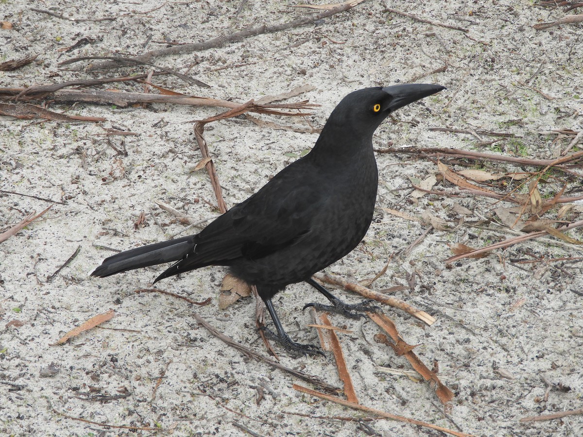 Black Currawong - ML621257984