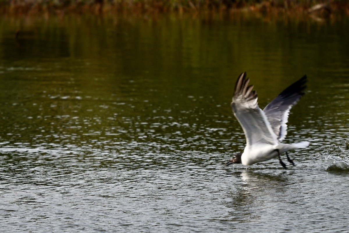 Laughing Gull - ML621257989