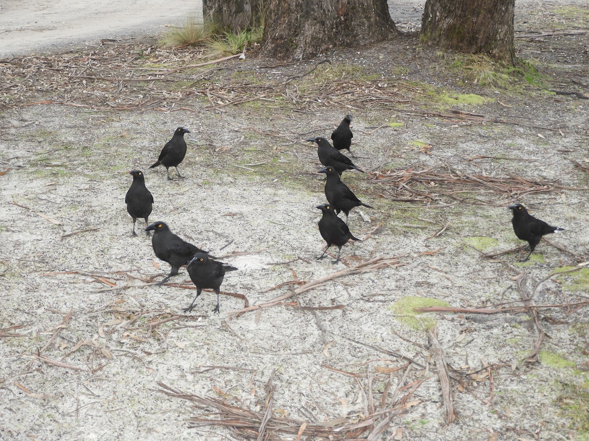 Black Currawong - ML621258078