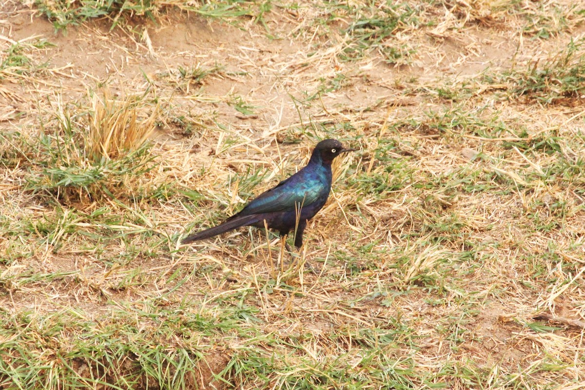 Rüppell's Starling - ML621258124