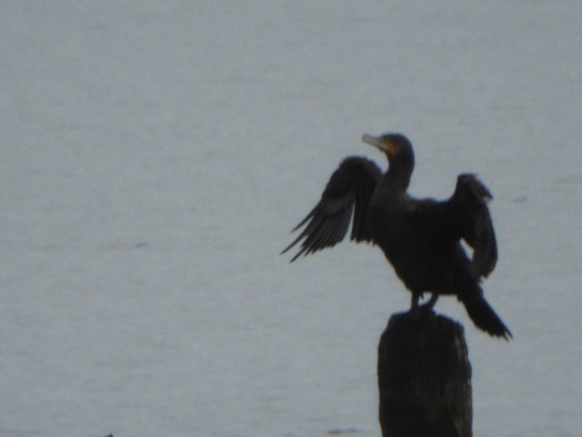 Grand Cormoran - ML621258217