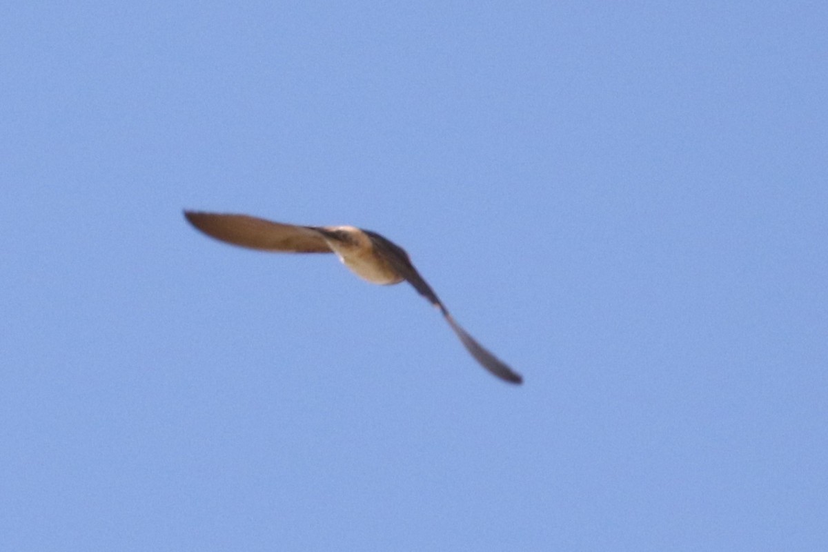 Cliff Swallow - Louis Hoeniger