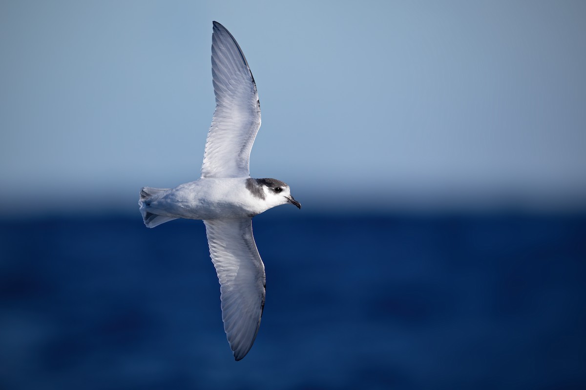 Blue Petrel - ML621258369