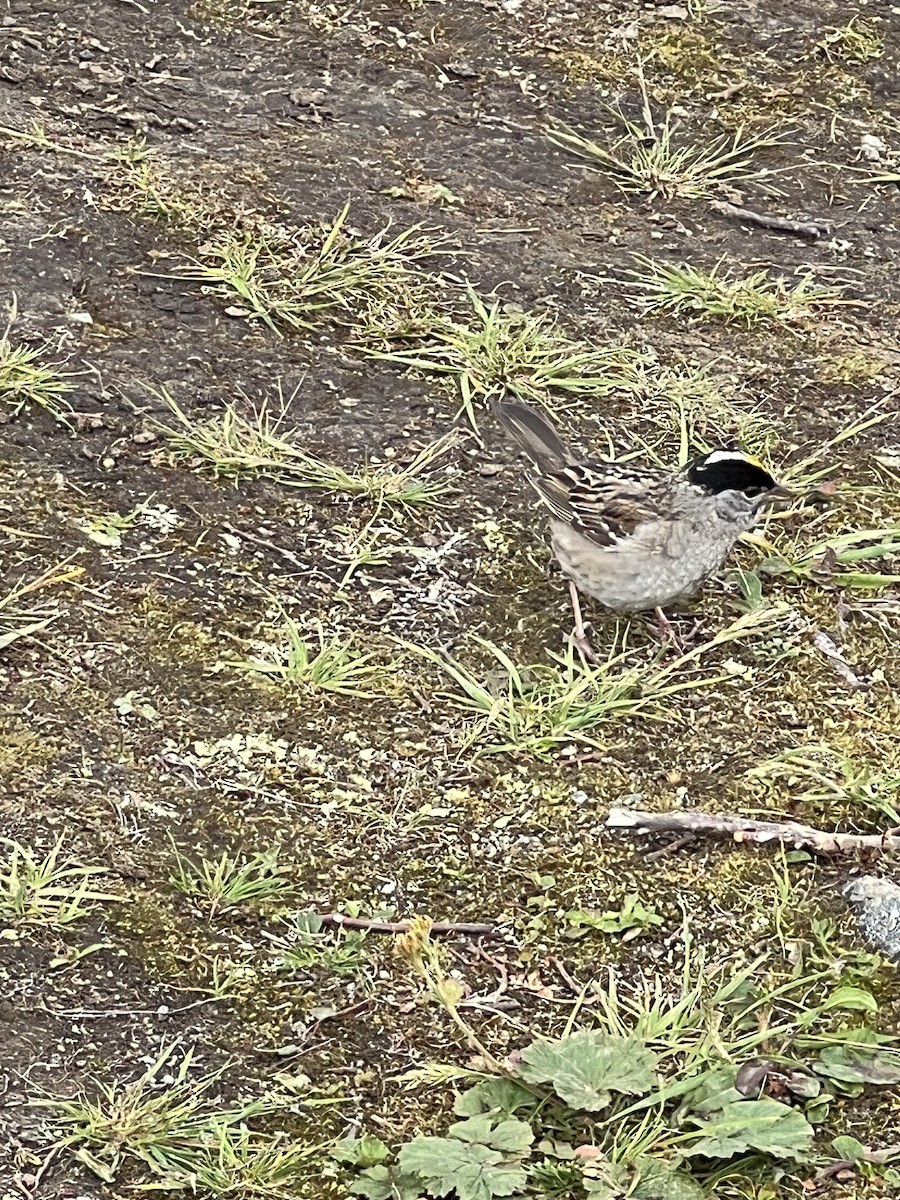 Golden-crowned Sparrow - ML621258460