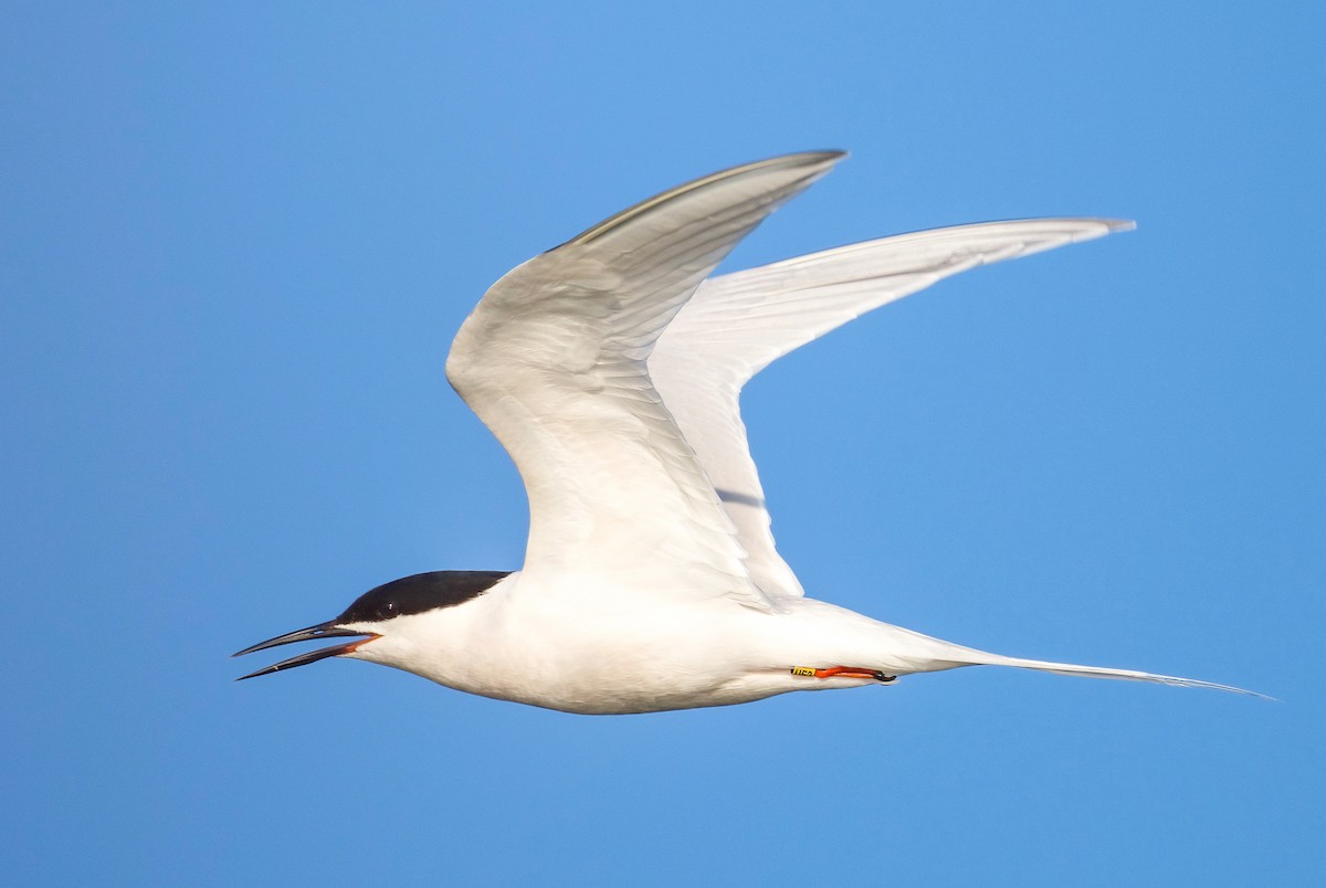 Roseate Tern - ML621258566