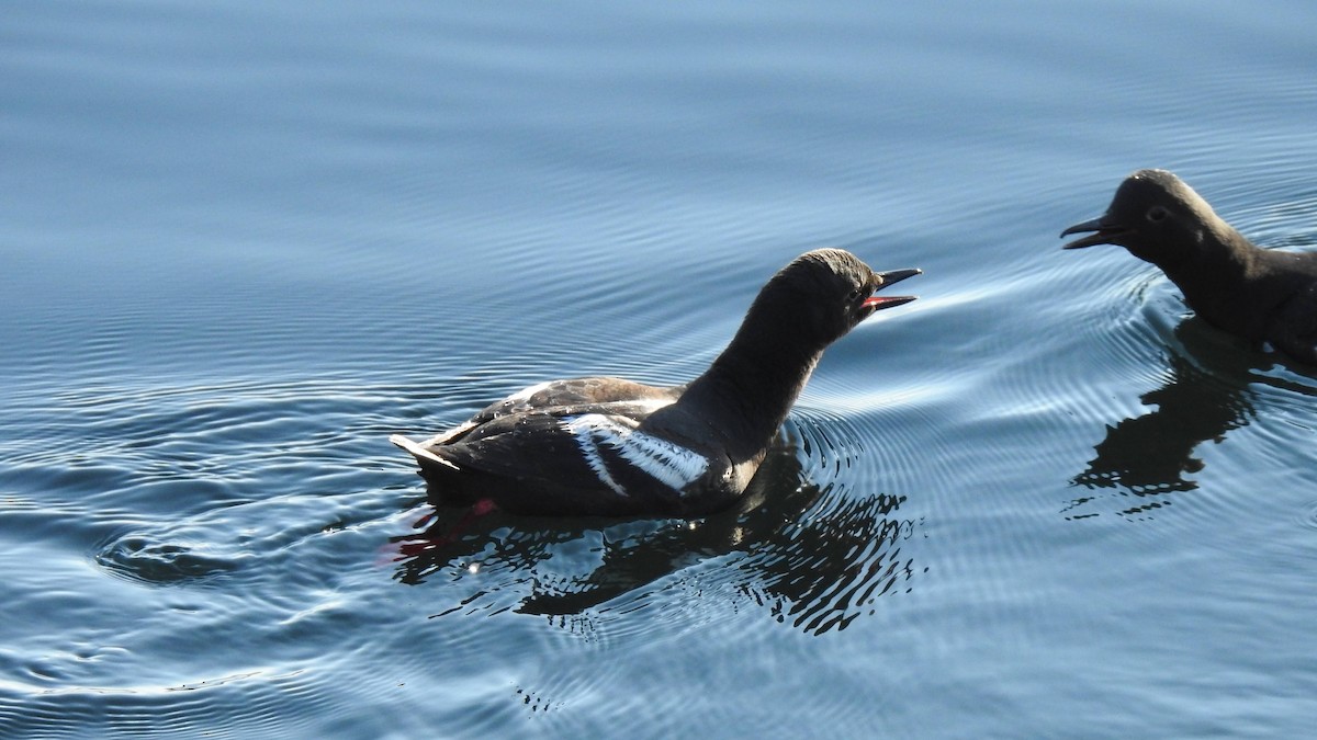 Pigeon Guillemot - ML621258567