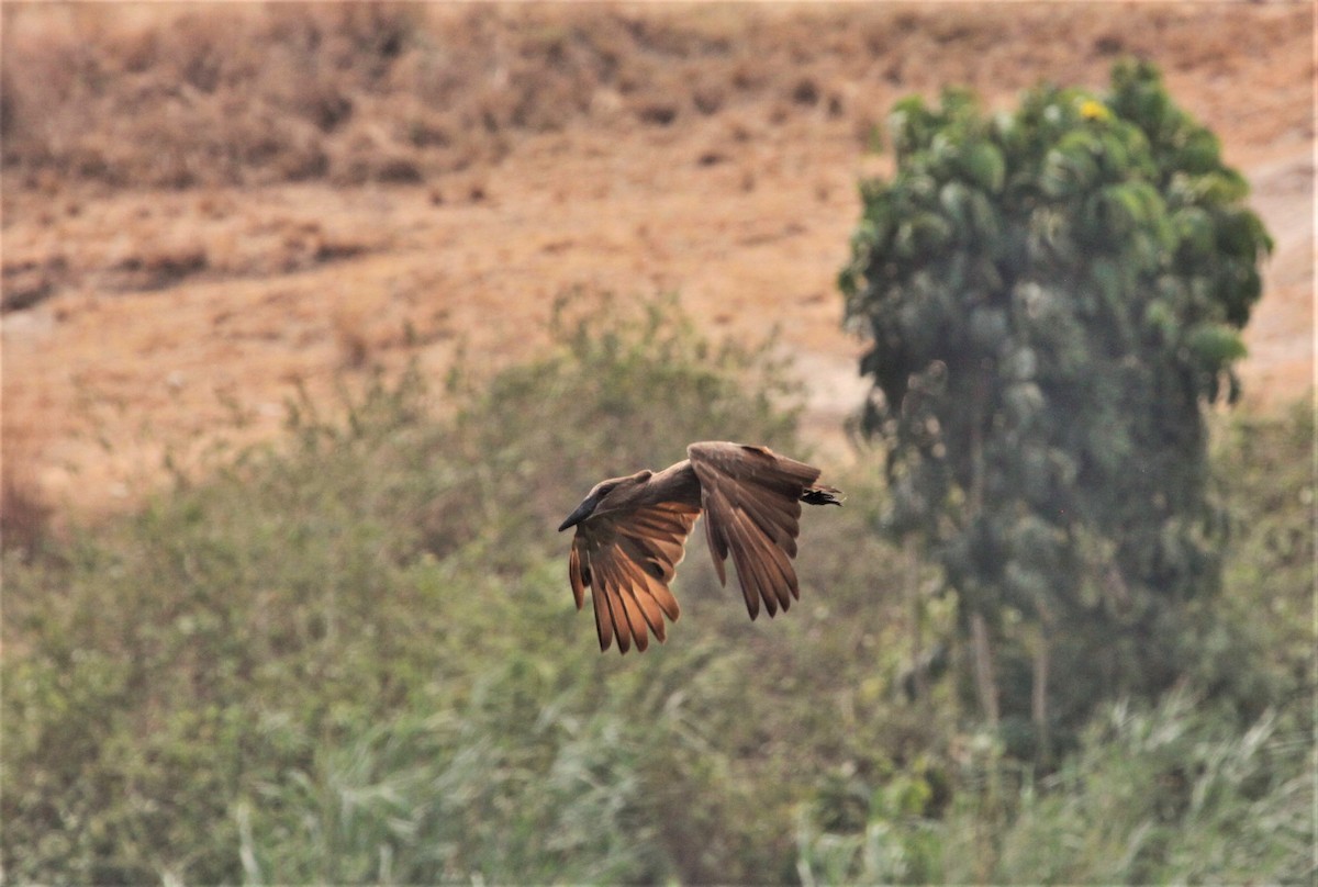 Hamerkop - ML621258608