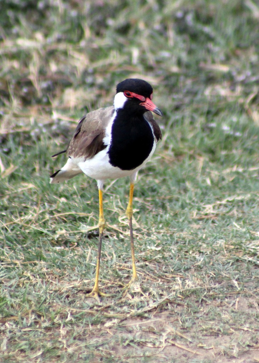 Red-wattled Lapwing - ML621258630