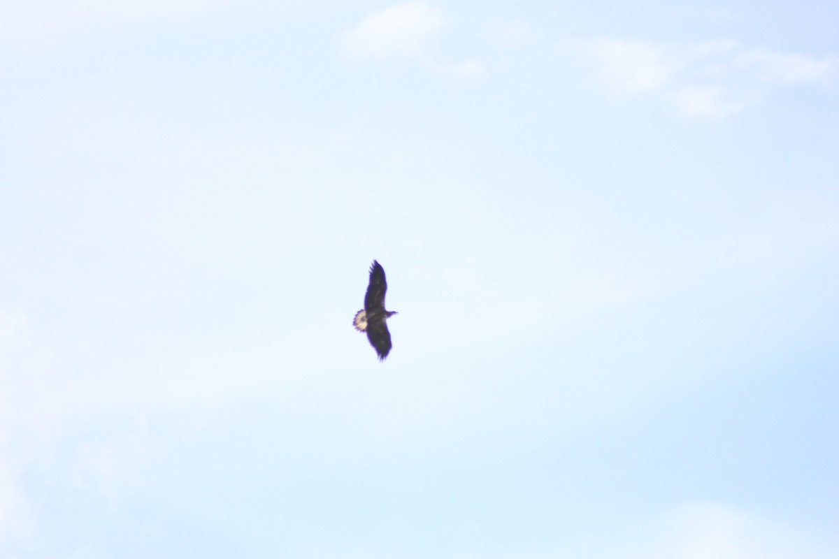 White-bellied Sea-Eagle - ML621258679