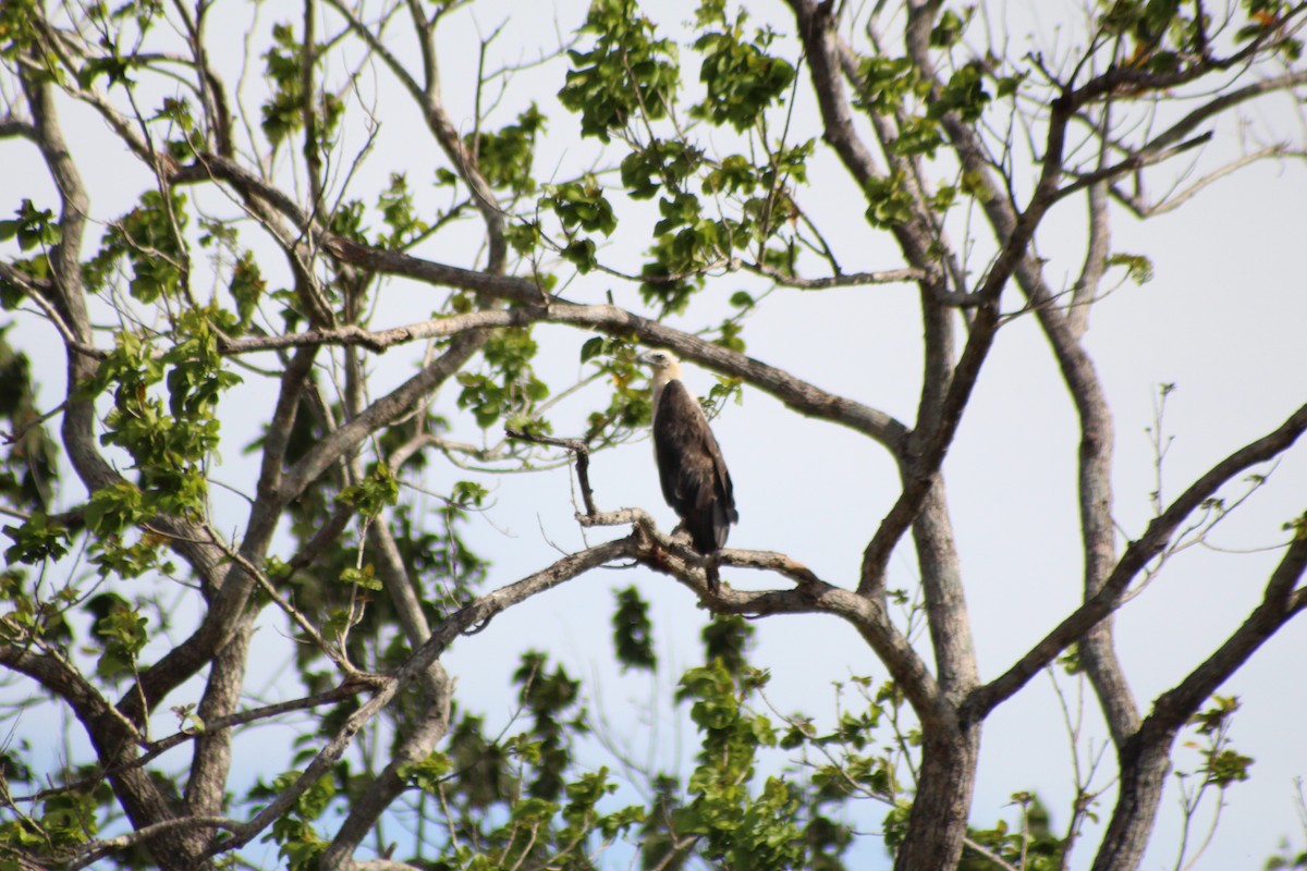 White-bellied Sea-Eagle - ML621258682