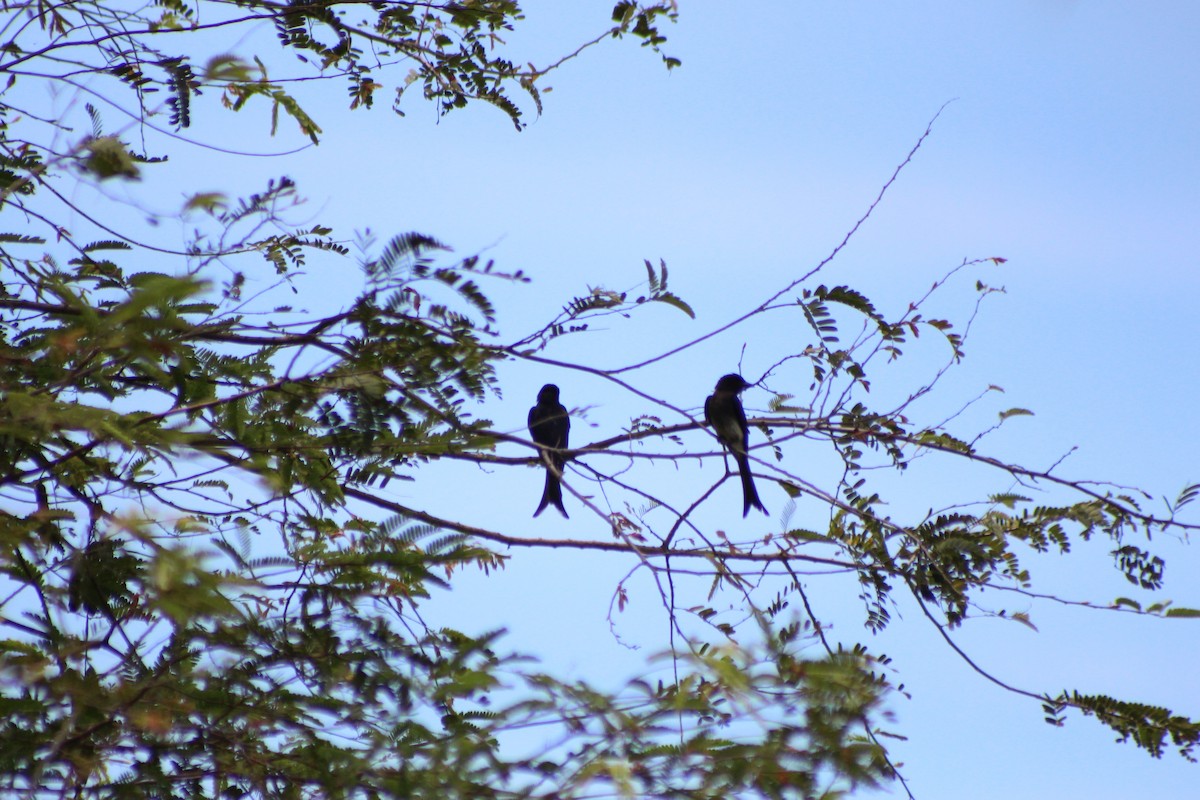 Black Drongo - ML621258688