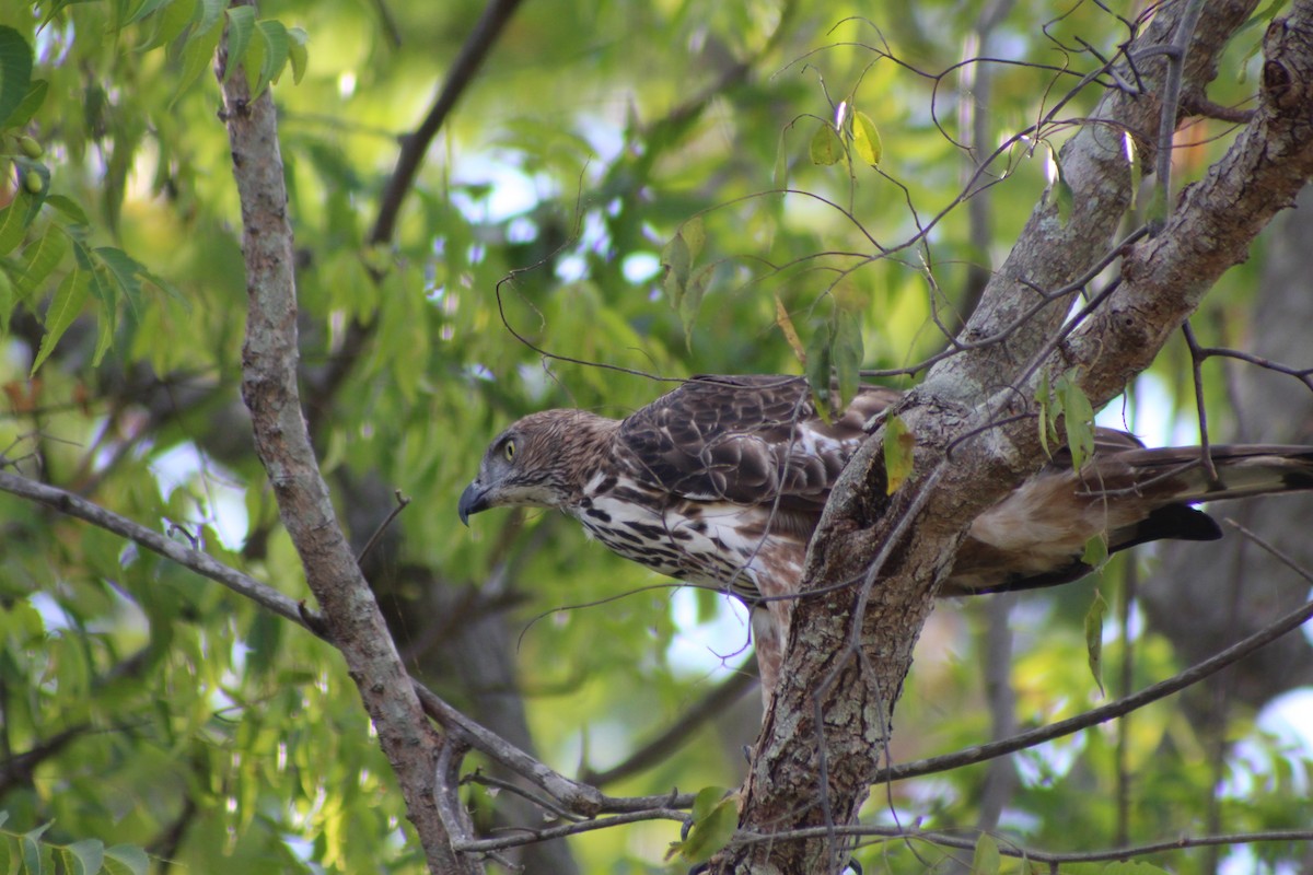 Changeable Hawk-Eagle - ML621258718