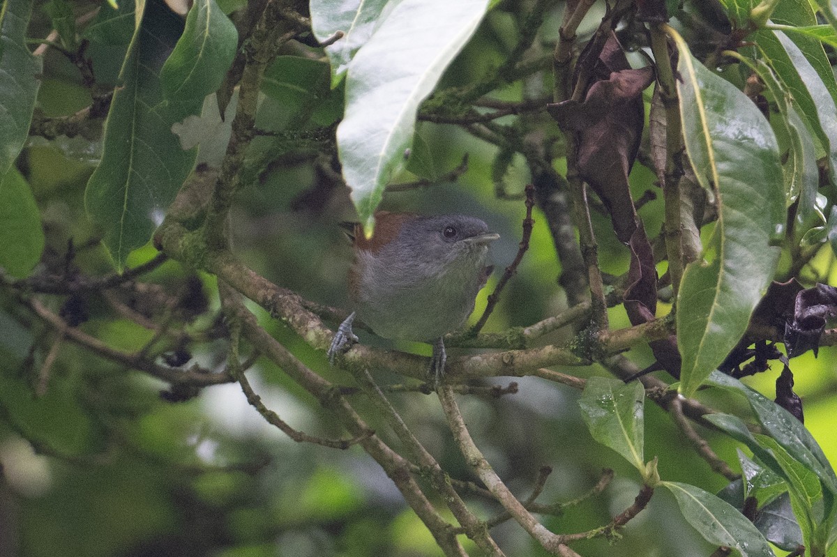 African Hill Babbler - ML621258898