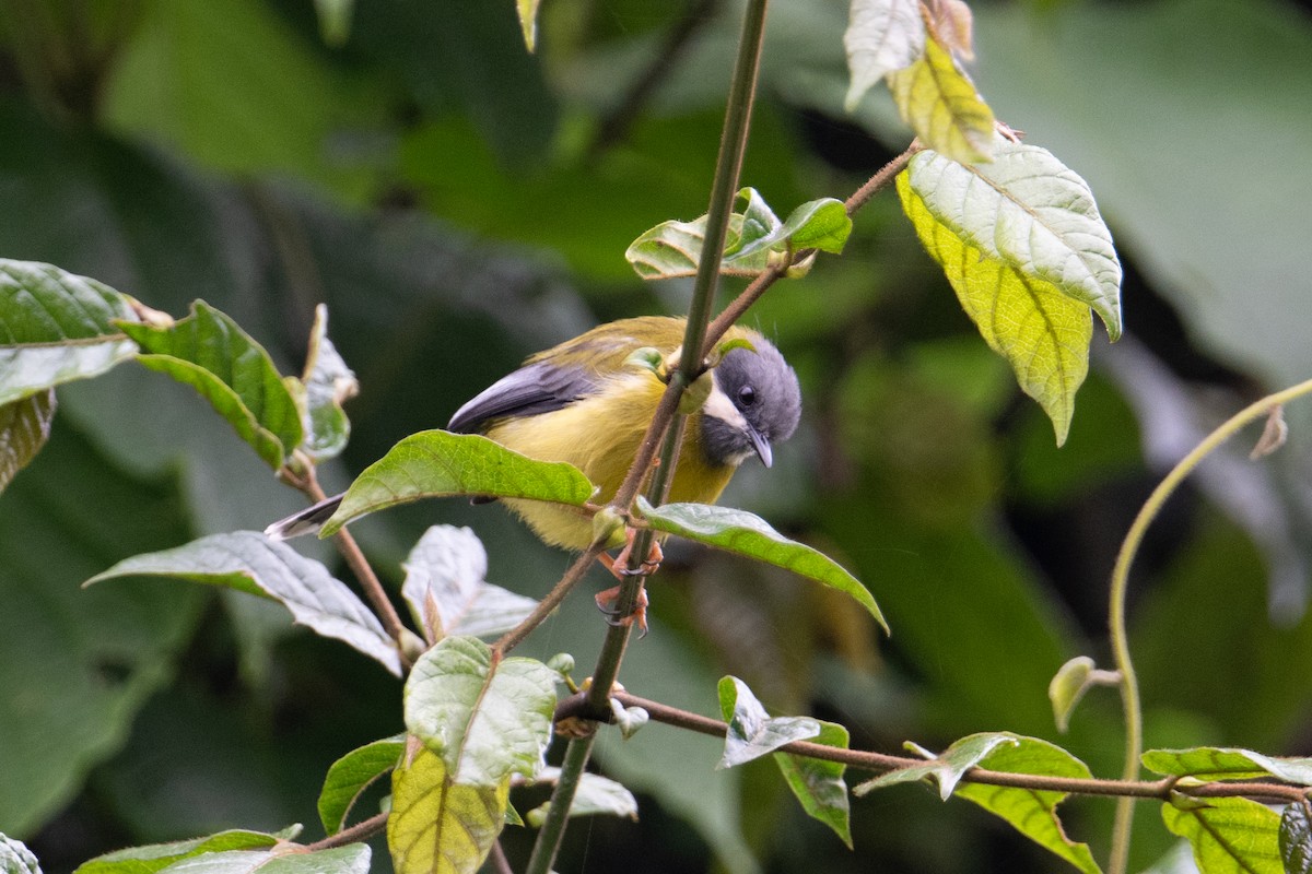 Black-throated Apalis - ML621258988