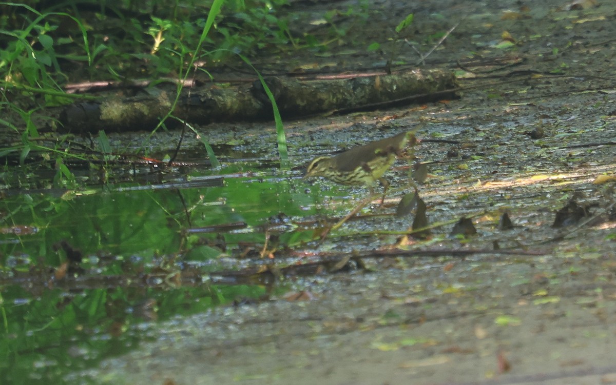 Northern Waterthrush - ML621259022