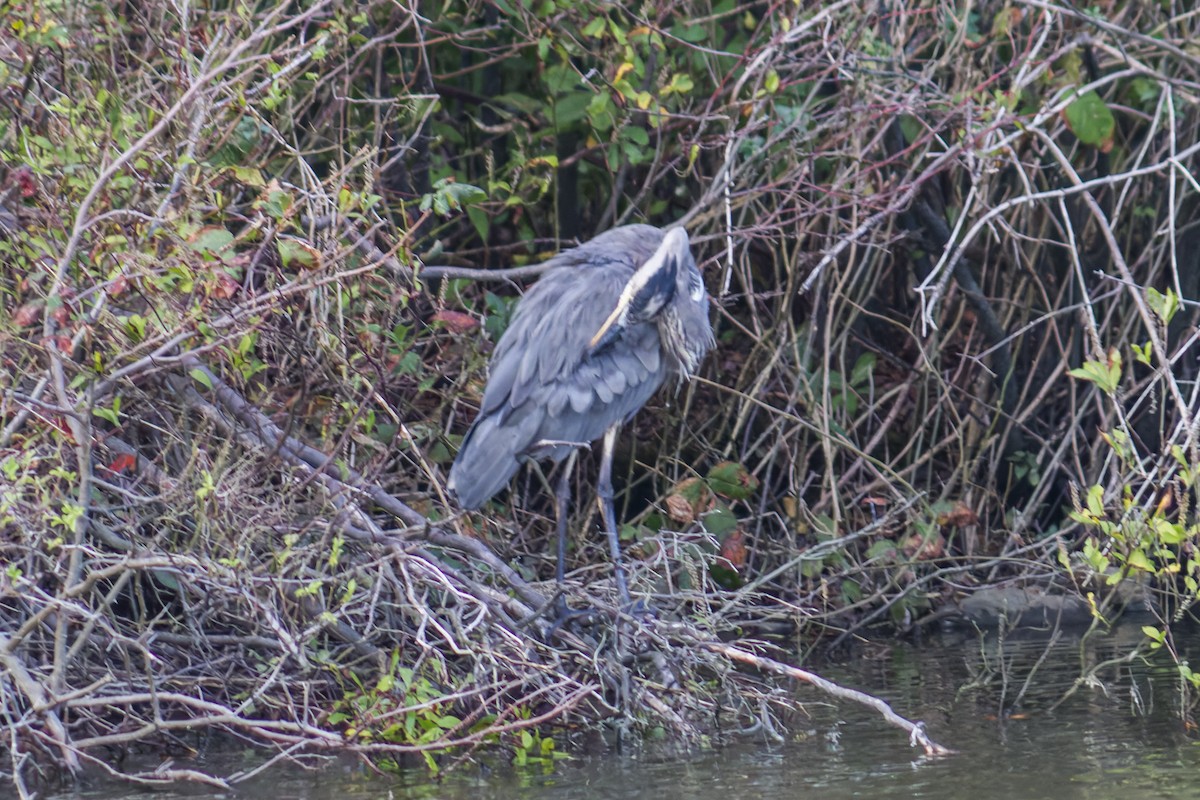 Great Blue Heron - ML621259080