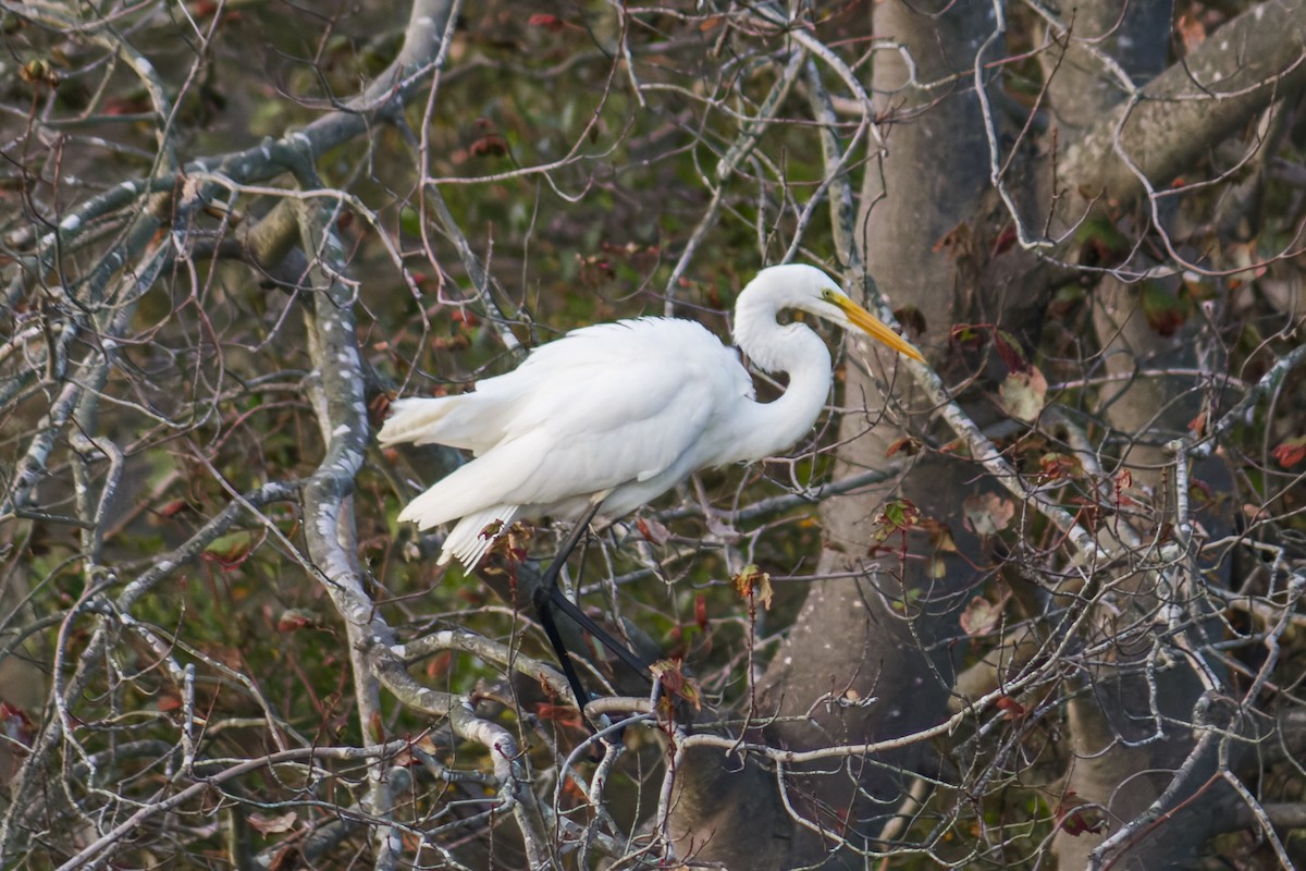 Great Egret - ML621259082