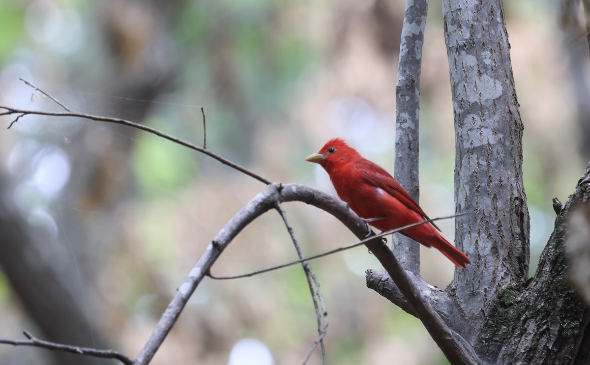 Summer Tanager - ML621259095