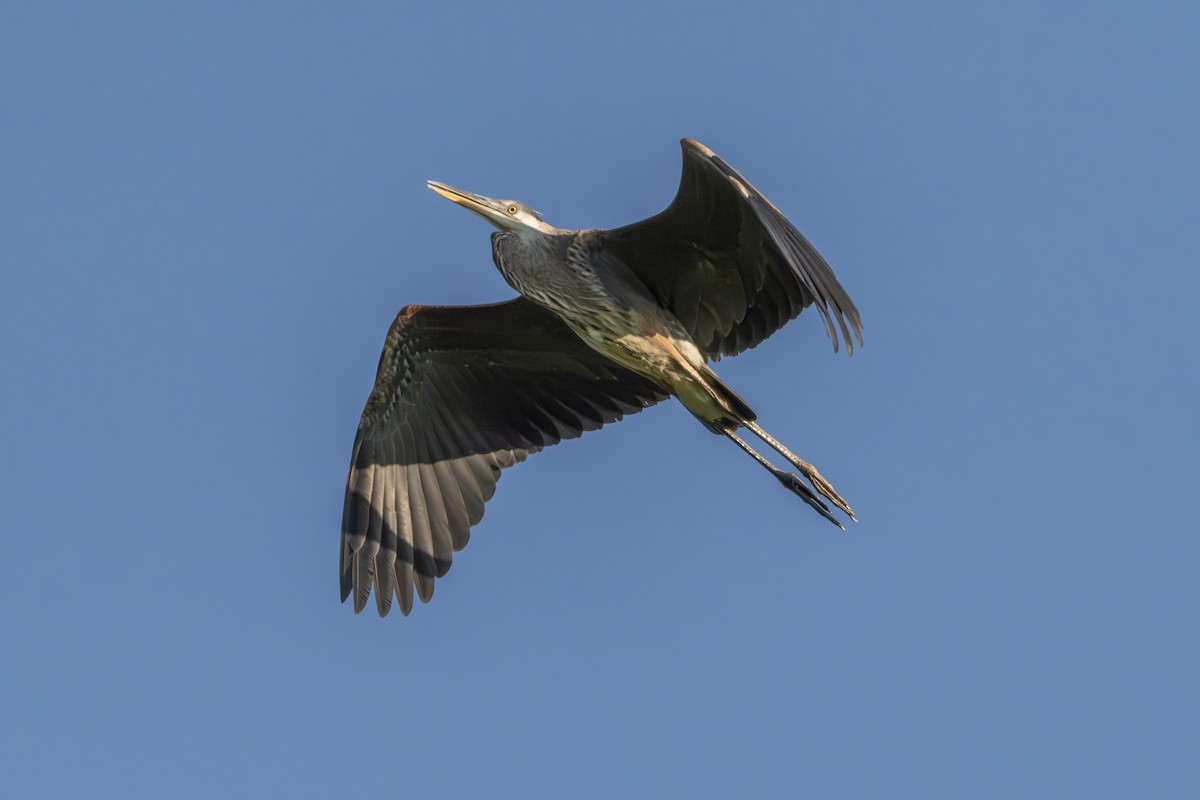 Great Blue Heron - ML621259114