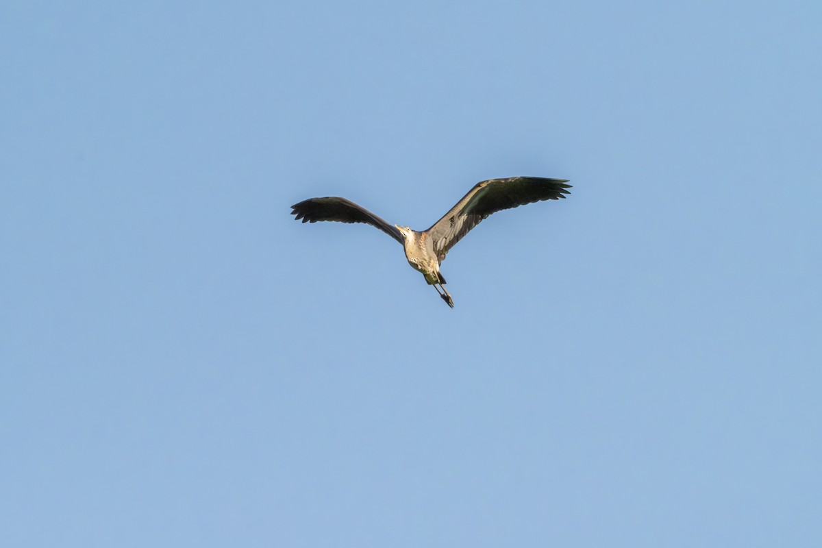 Great Blue Heron - ML621259115