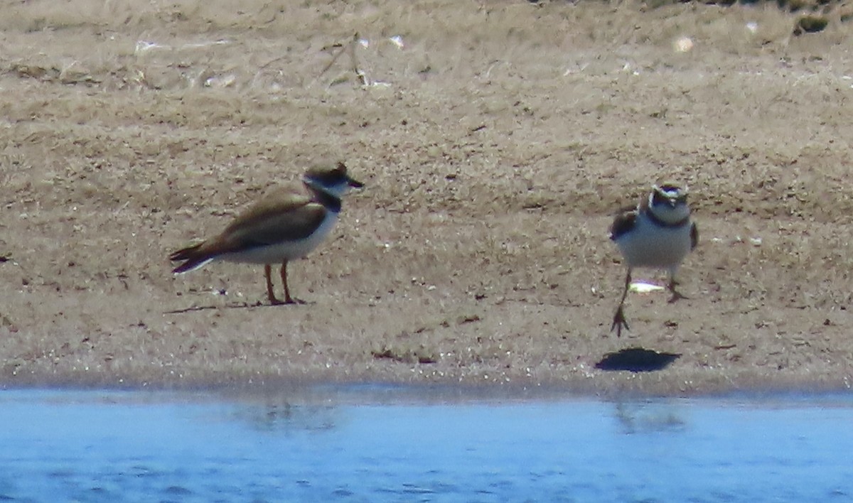 Semipalmated Plover - ML621259297