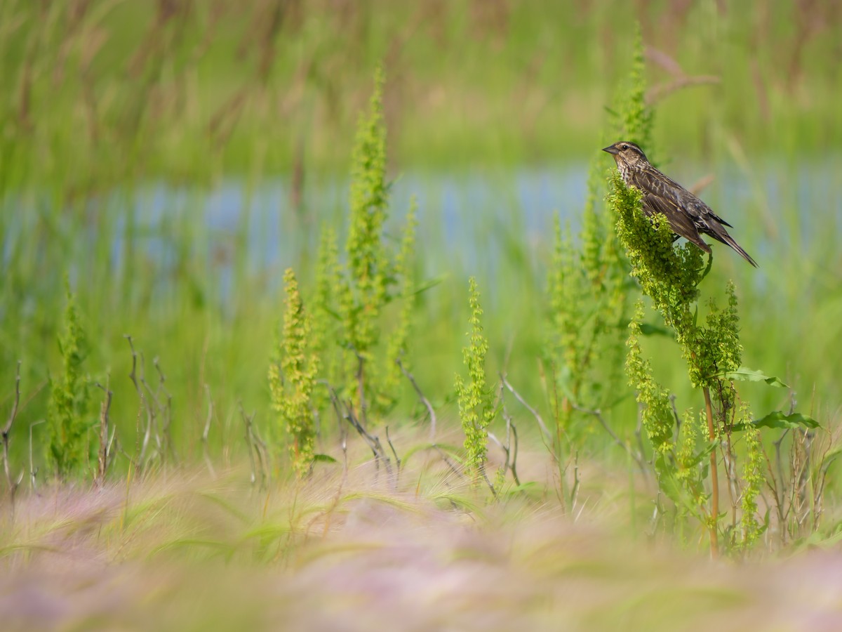 Red-winged Blackbird - ML621259302