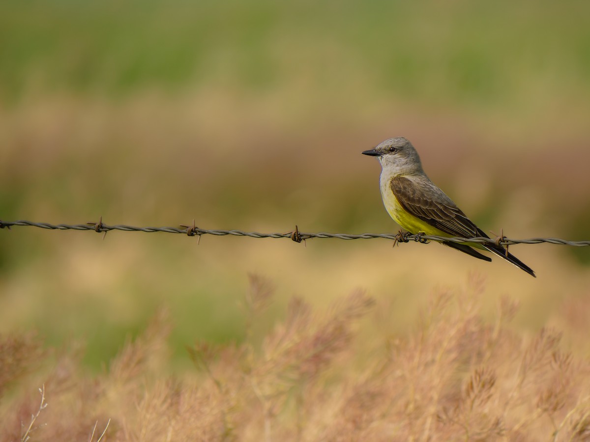 Western Kingbird - ML621259474