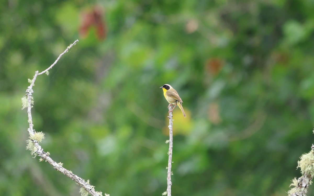 Common Yellowthroat - ML621259489