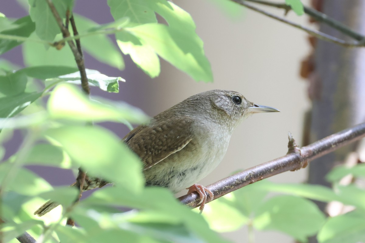 Northern House Wren - ML621259512