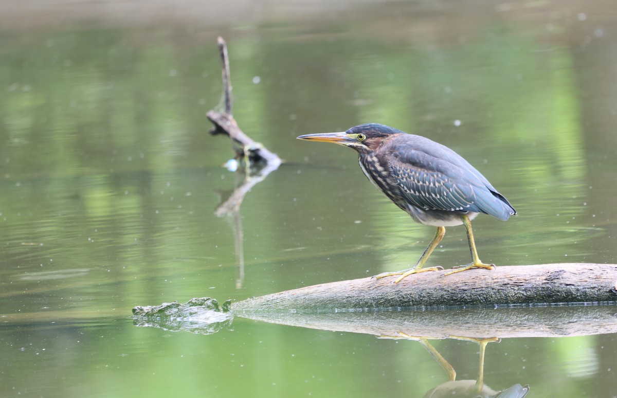 Green Heron - ML621259718