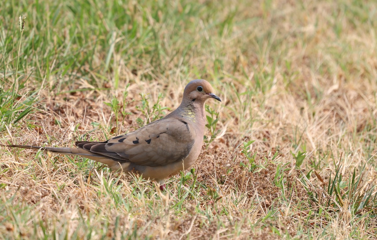 Mourning Dove - ML621259723