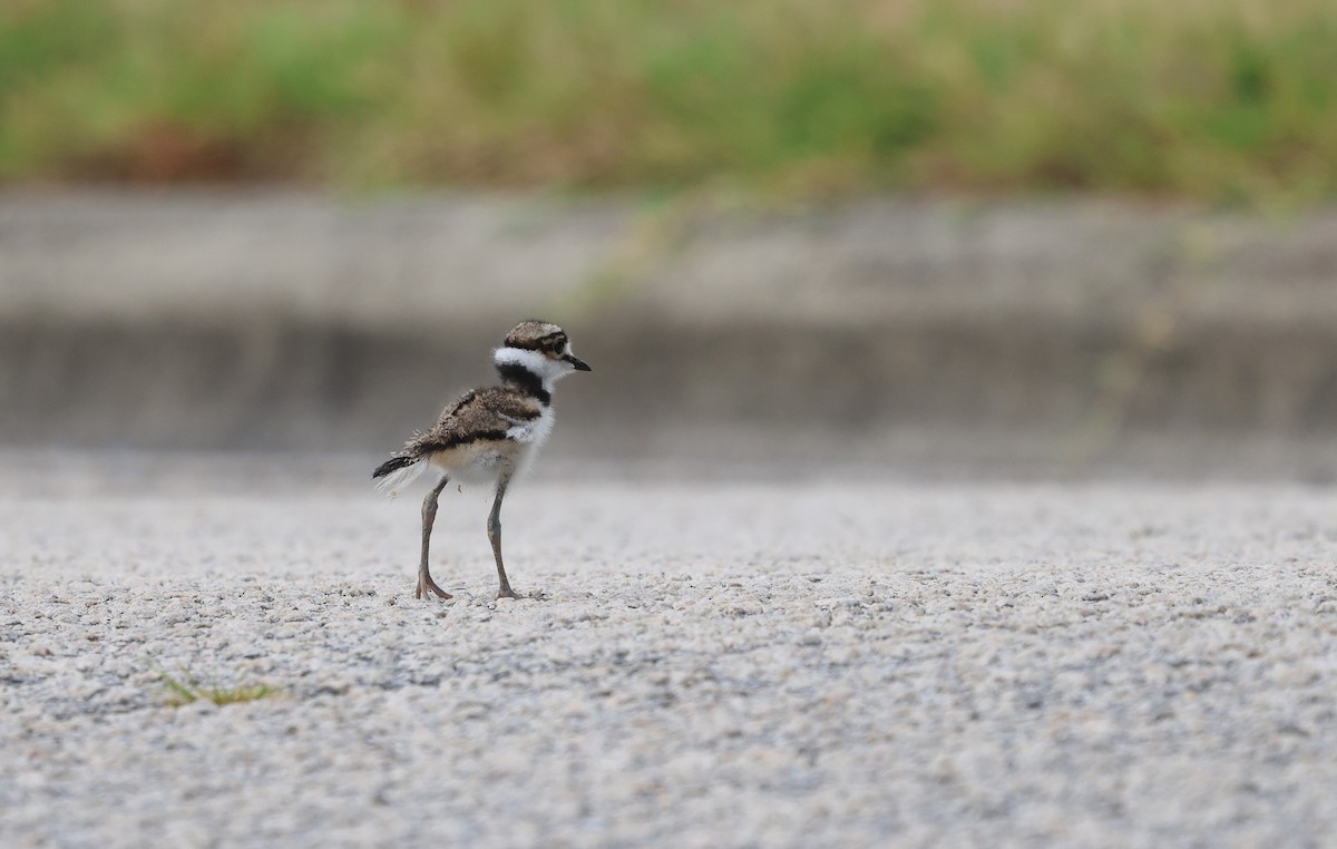 Killdeer - ML621259728