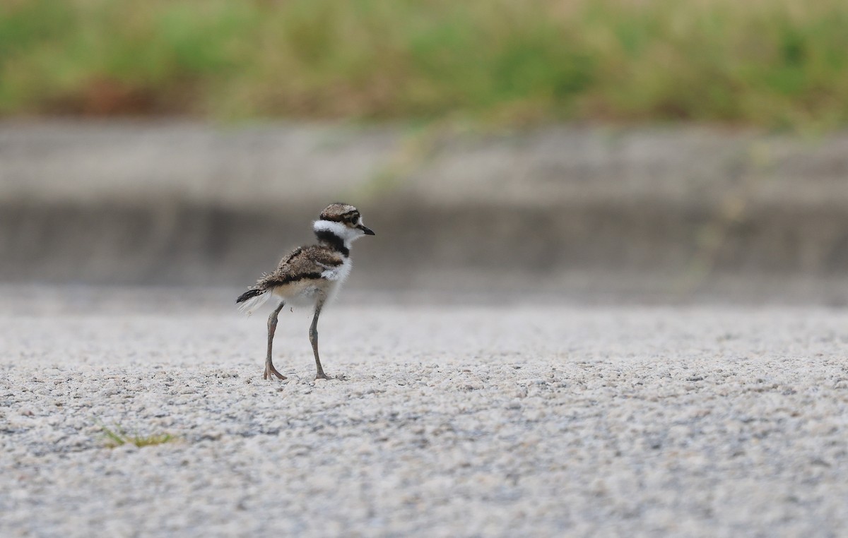 Killdeer - ML621259728