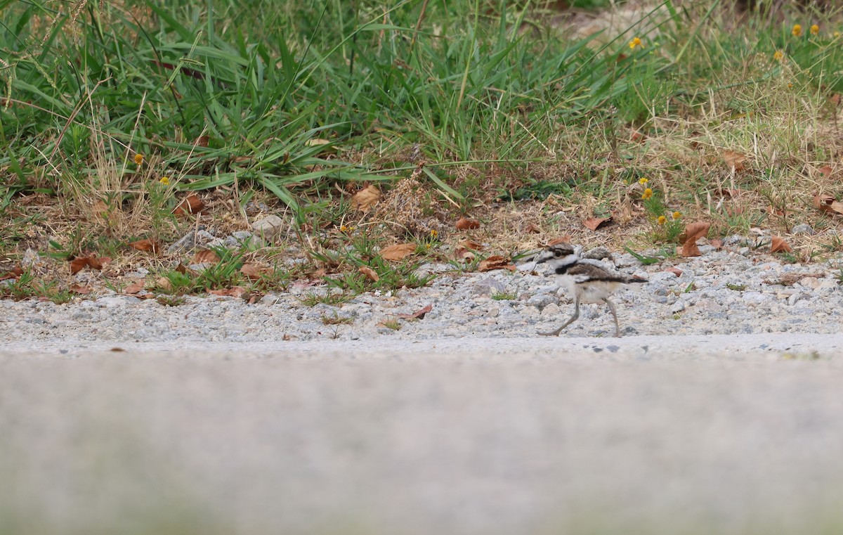 Killdeer - ML621259729